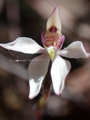 Caladenia alata