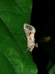 Chrysodeixis includens