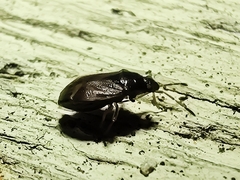 Stygnocoris