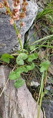 Oxyria digyna