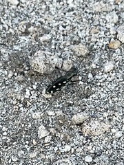 Calomera mindanaoensis