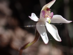 Caladenia alata