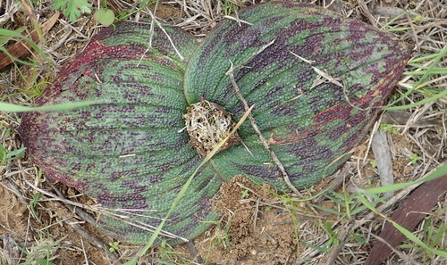 Image of Massonia pustulata by (c) Nicola van Berkel, some rights reserved (CC BY-SA)