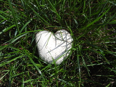 Lycoperdon