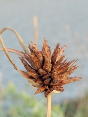 Cyperus capitatus