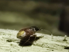 Stygnocoris