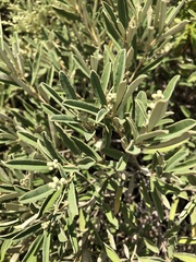 Croton linearis