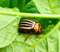 Leptinotarsa decemlineata