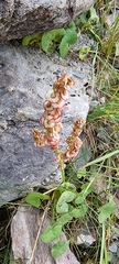 Oxyria digyna
