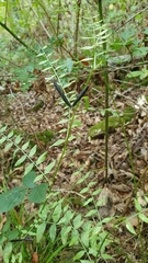 Vicia sativa nigra