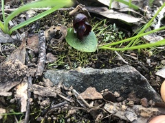Corybas