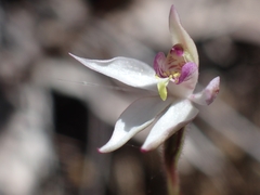 Caladenia alata