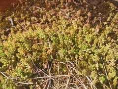 Sedum album