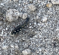 Calomera mindanaoensis