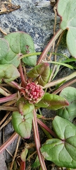 Oxyria digyna