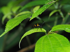 Gallerucida bifasciata