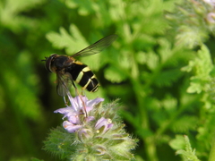 Dasysyrphus tricinctus
