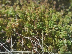 Sedum album