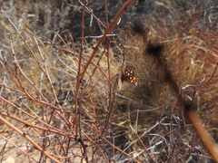 Apodemia virgulti