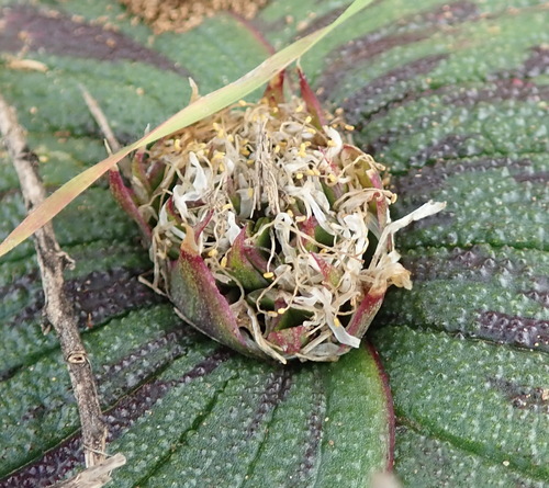 Massonia pustulata