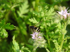 Dasysyrphus tricinctus