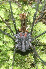 Forsteropsalis inconstans