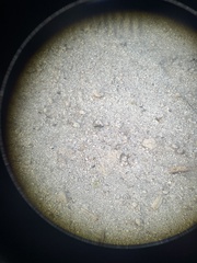 Calomera mindanaoensis