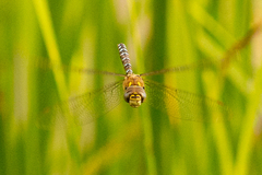 Aeshna mixta