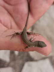 Lacerta trilineata