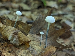 Tetrapyrgos nigripes