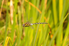 Aeshna mixta