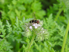 Dasysyrphus tricinctus