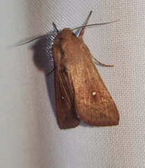 Mythimna albipuncta