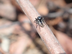 Euophryini