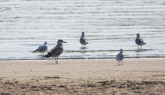 Larus argentatus