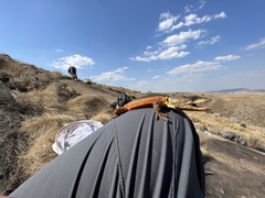 Pseudocordylus melanotus