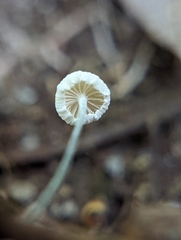 Tetrapyrgos nigripes