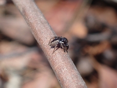Euophryini