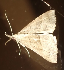 Hypena proboscidalis