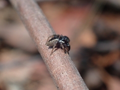 Euophryini
