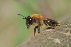 Andrena lapponica