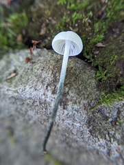 Tetrapyrgos nigripes