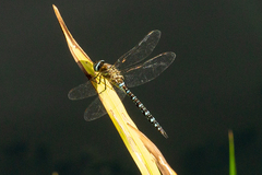 Aeshna mixta
