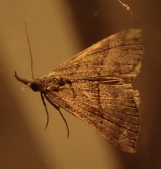 Hypena proboscidalis