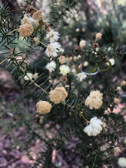 Acacia ulicifolia