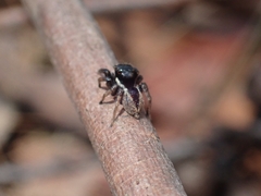 Euophryini