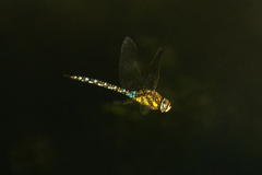 Aeshna mixta