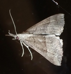 Hypena proboscidalis