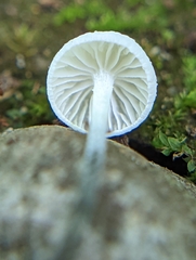 Tetrapyrgos nigripes