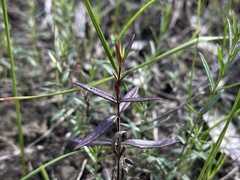 Veronica gracilis